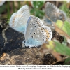 polyommatus icarus male5